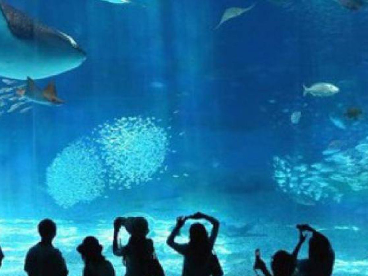 ONE-DAY EXCURSION, EXPLORE 1,200 RED SEA CREATURES, AMONG WHICH THERE ARE A LARGE NUMBER OF FISH AND RARE SPECIES OF ANIMALS THAT INHABIT THE RED SEA.DISCOVER THE ZOO WITH INTERESTING ANIMALSYOU WILL ALSO SEE DIVERS PLAYING WITH THE SHARKS AND FEEDING THEMTHE EXCURSION LASTS ABOUT 2 HOURS