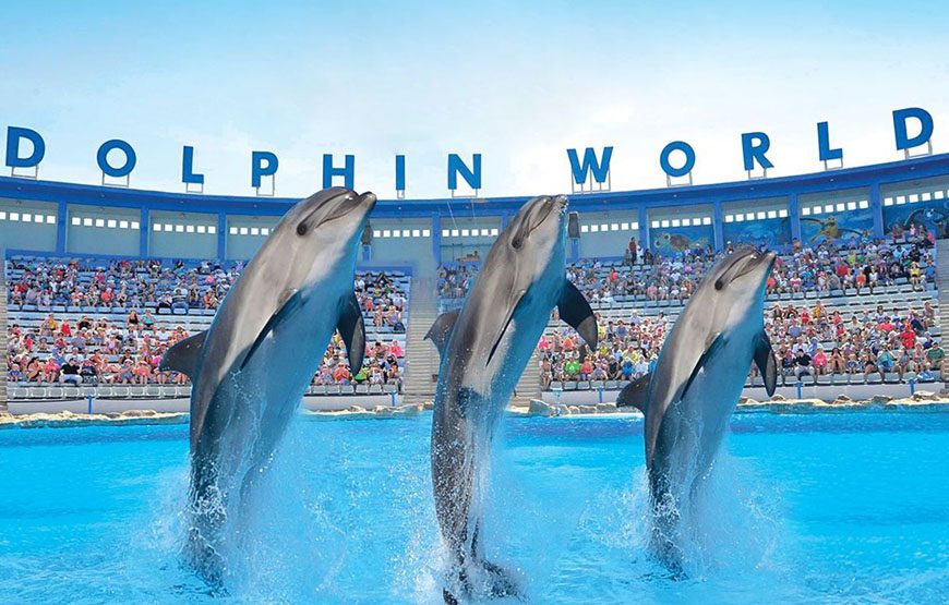 SHOW WITH DOLPHINS