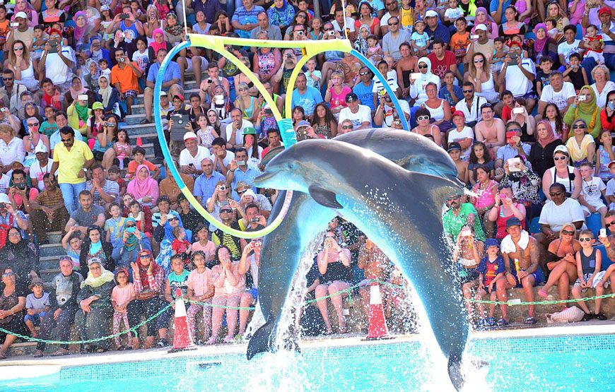 SHOW WITH DOLPHINS